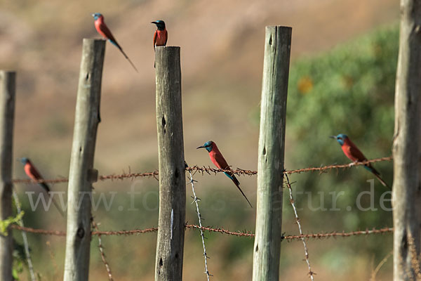 Scharlachspint (Merops nubicus)