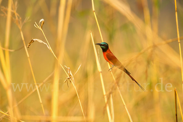 Scharlachspint (Merops nubicus)