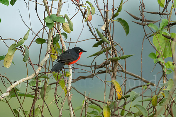 Scharlachwürger (Laniarius erythrogaster)