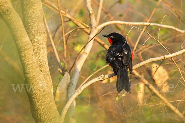 Scharlachwürger (Laniarius erythrogaster)