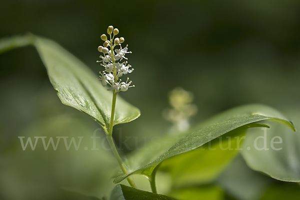 Schattenblümchen (Maianthemum bifolium)