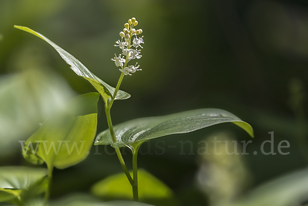 Schattenblümchen (Maianthemum bifolium)