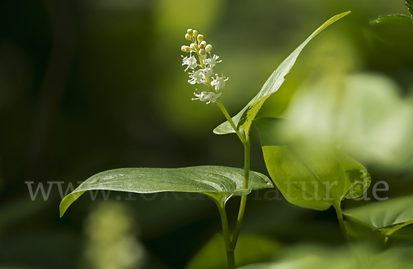 Schattenblümchen (Maianthemum bifolium)