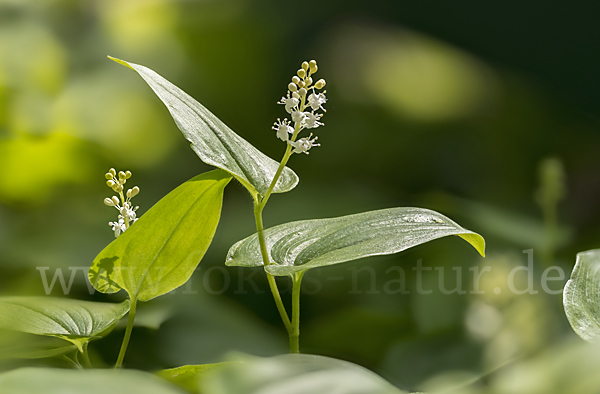 Schattenblümchen (Maianthemum bifolium)