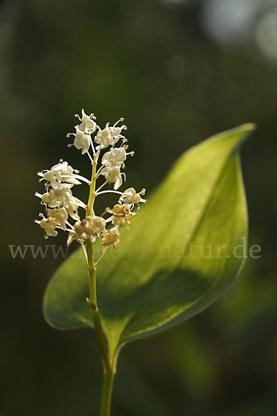 Schattenblümchen (Maianthemum bifolium)