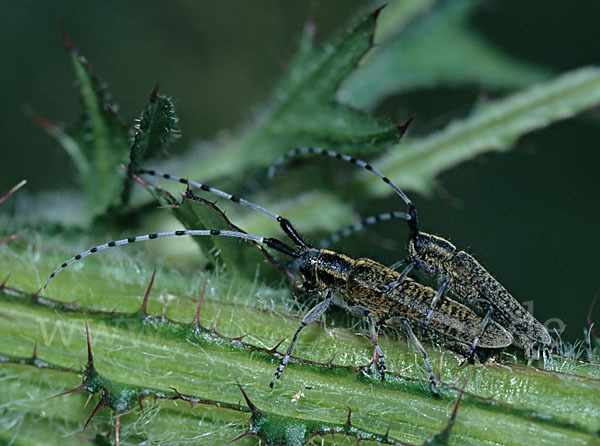 Scheckhorn-Distelbock (Agapanthia villosoviridescens)