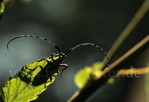 Scheckhorn-Distelbock (Agapanthia villosoviridescens)