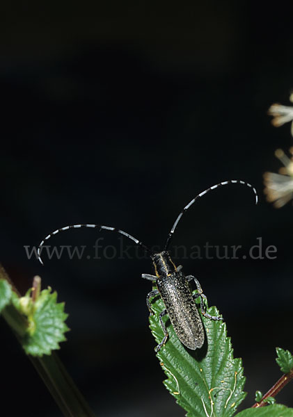 Scheckhorn-Distelbock (Agapanthia villosoviridescens)