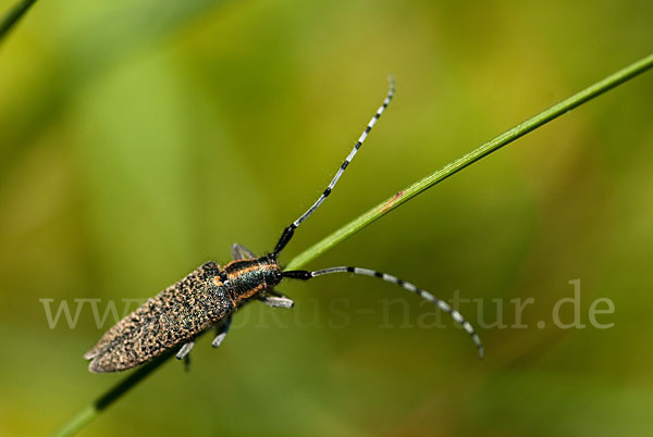 Scheckhorn-Distelbock (Agapanthia villosoviridescens)