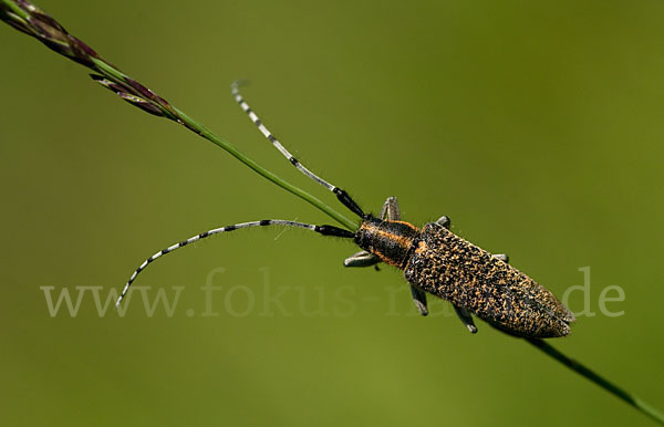 Scheckhorn-Distelbock (Agapanthia villosoviridescens)