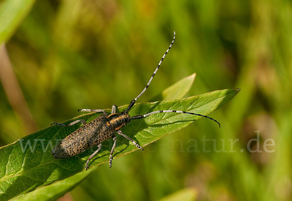 Scheckhorn-Distelbock (Agapanthia villosoviridescens)