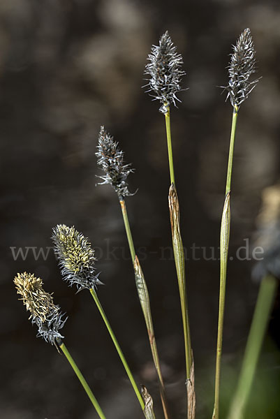 Scheiden-Wollgras (Eriophorum vaginatum)