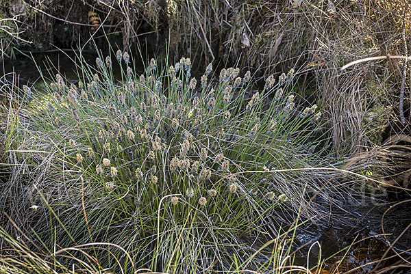 Scheiden-Wollgras (Eriophorum vaginatum)