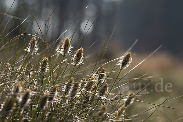 Scheiden-Wollgras (Eriophorum vaginatum)