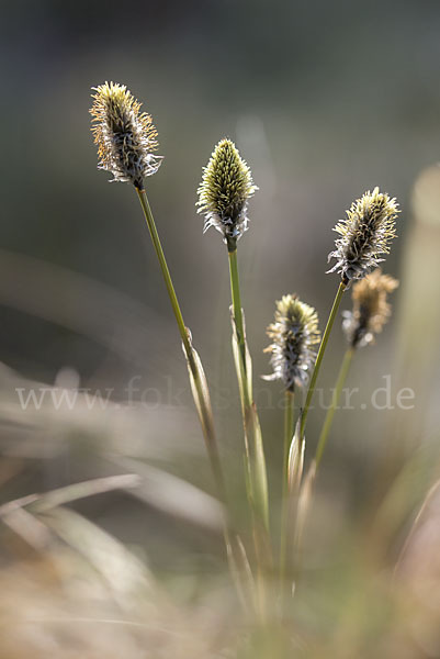 Scheiden-Wollgras (Eriophorum vaginatum)