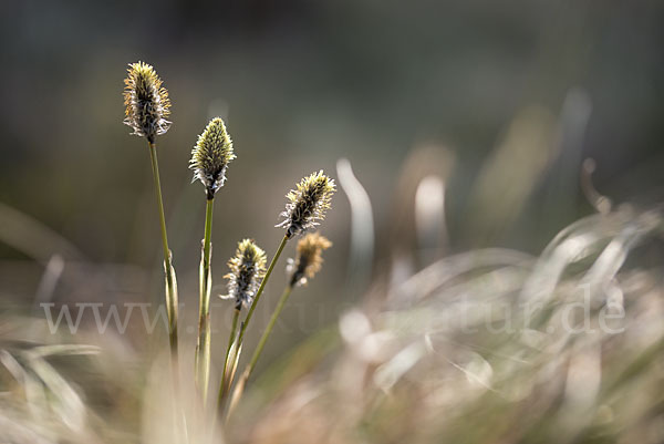 Scheiden-Wollgras (Eriophorum vaginatum)