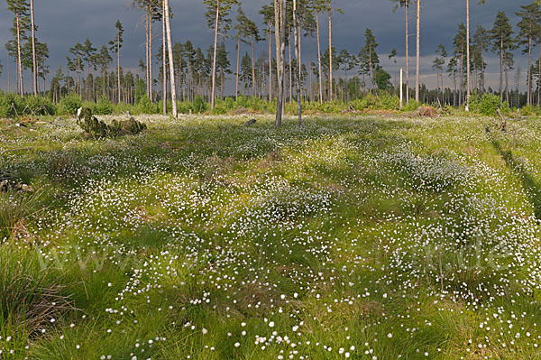 Scheiden-Wollgras (Eriophorum vaginatum)