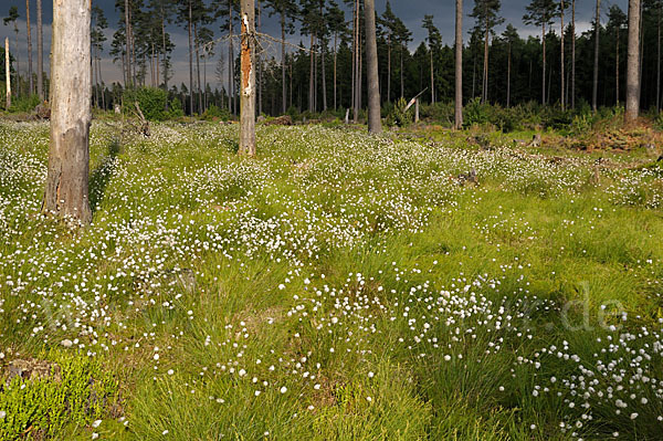 Scheiden-Wollgras (Eriophorum vaginatum)