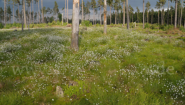 Scheiden-Wollgras (Eriophorum vaginatum)