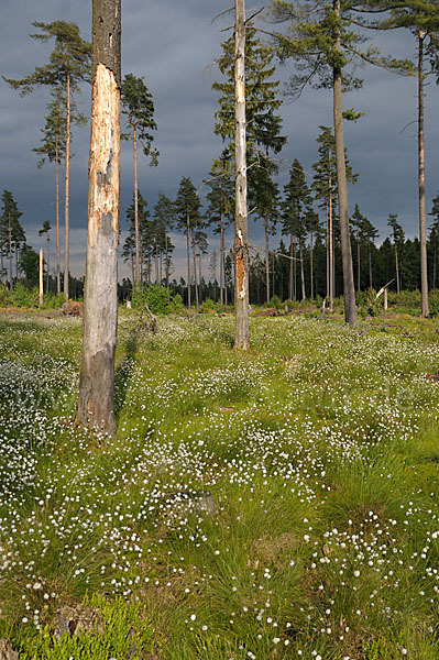 Scheiden-Wollgras (Eriophorum vaginatum)