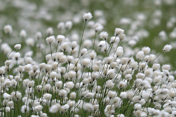 Scheiden-Wollgras (Eriophorum vaginatum)