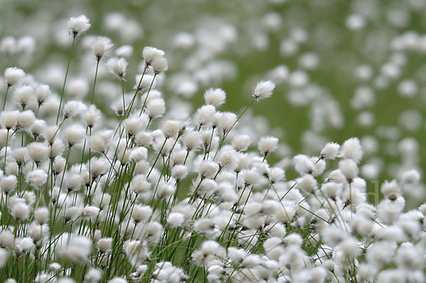 Scheiden-Wollgras (Eriophorum vaginatum)