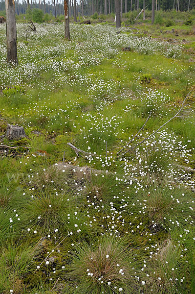 Scheiden-Wollgras (Eriophorum vaginatum)