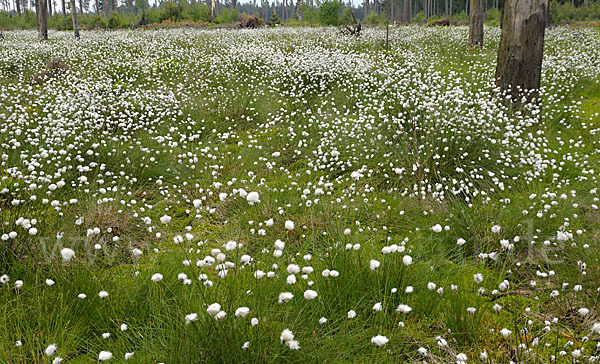 Scheiden-Wollgras (Eriophorum vaginatum)