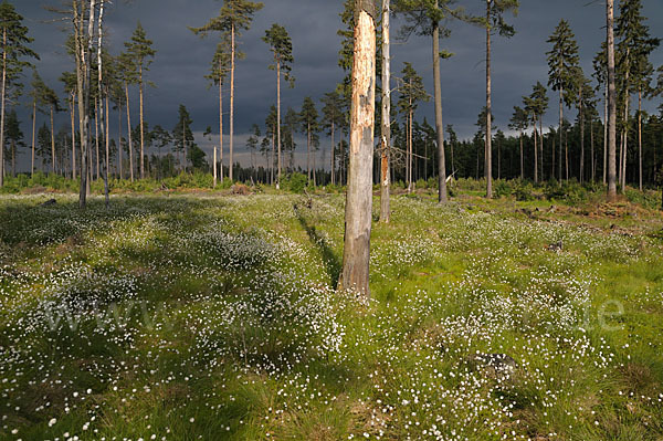 Scheiden-Wollgras (Eriophorum vaginatum)