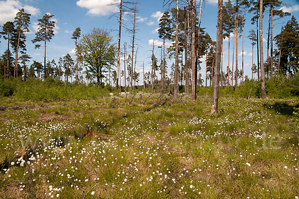 Scheiden-Wollgras (Eriophorum vaginatum)