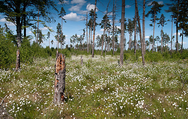 Scheiden-Wollgras (Eriophorum vaginatum)