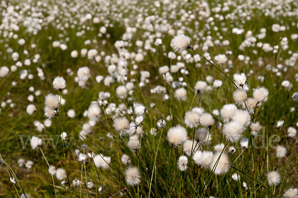 Scheiden-Wollgras (Eriophorum vaginatum)