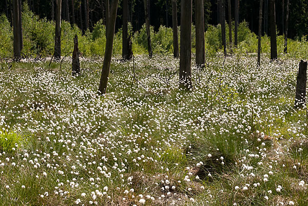 Scheiden-Wollgras (Eriophorum vaginatum)