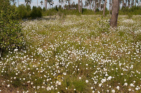 Scheiden-Wollgras (Eriophorum vaginatum)