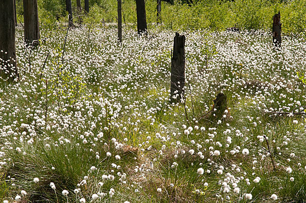 Scheiden-Wollgras (Eriophorum vaginatum)