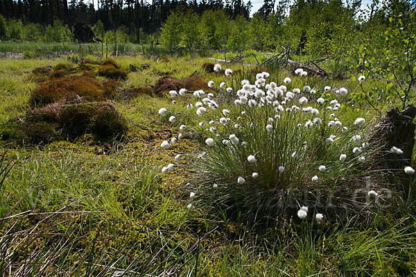 Scheiden-Wollgras (Eriophorum vaginatum)