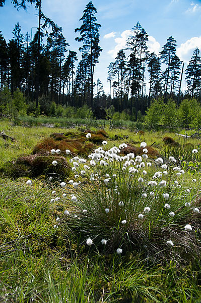 Scheiden-Wollgras (Eriophorum vaginatum)