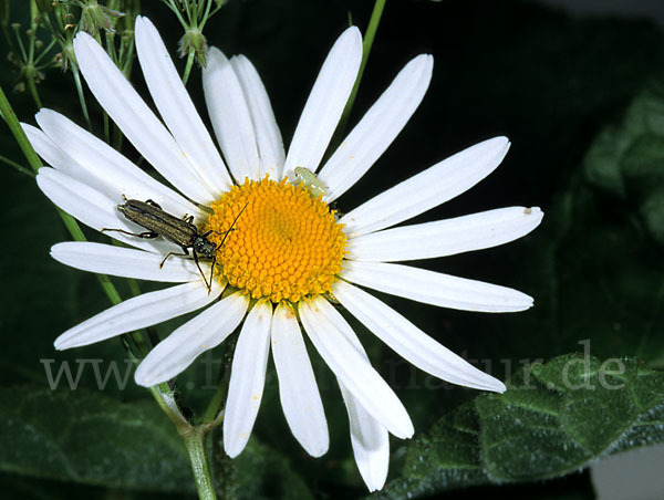 Scheinbockkäfer spec.1 (Oedemera virescens)