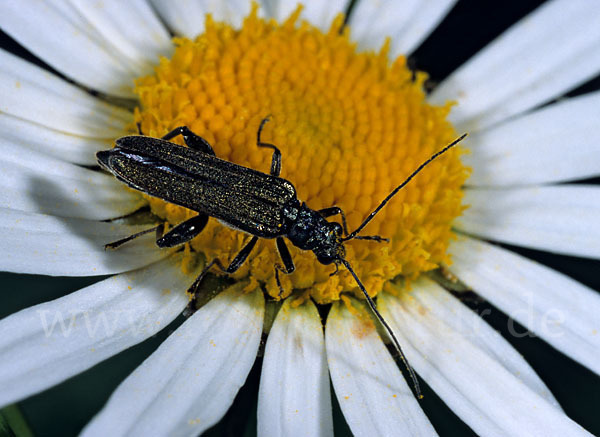 Scheinbockkäfer spec.1 (Oedemera virescens)