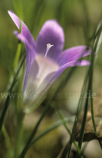 Scheinkrokus (Romulea bulbocodium)