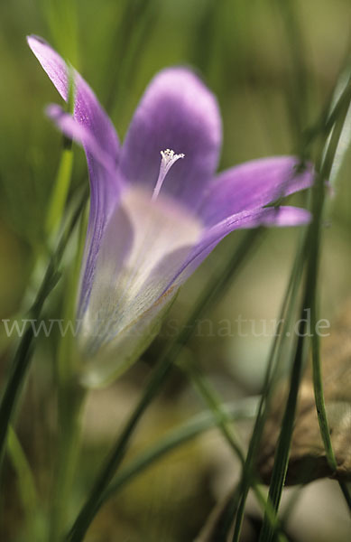 Scheinkrokus (Romulea bulbocodium)