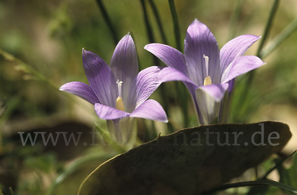 Scheinkrokus (Romulea bulbocodium)