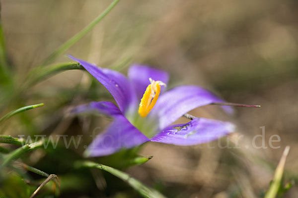 Scheinkrokus (Romulea bulbocodium)