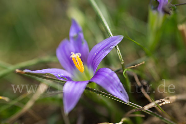 Scheinkrokus (Romulea bulbocodium)