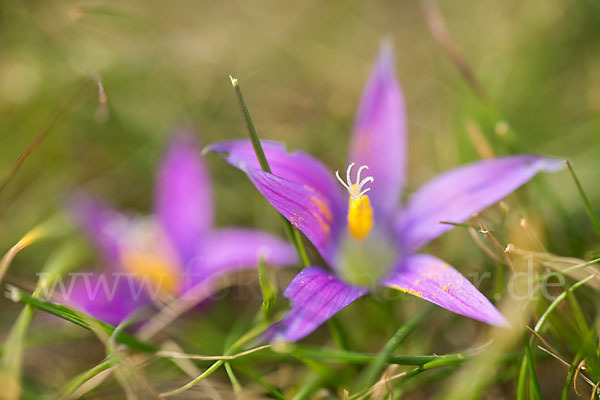 Scheinkrokus (Romulea bulbocodium)