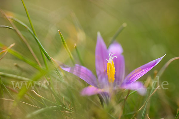 Scheinkrokus (Romulea bulbocodium)