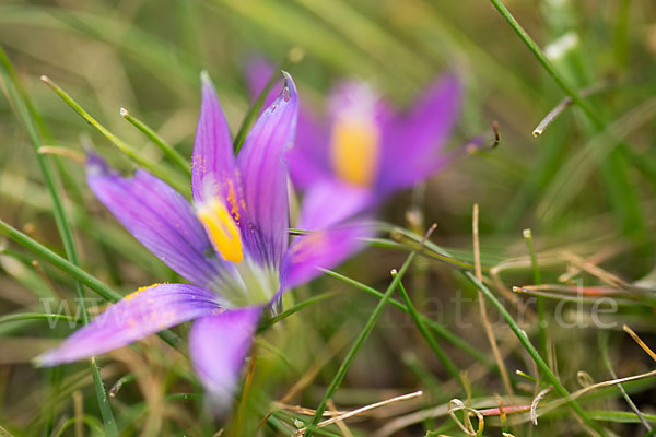 Scheinkrokus (Romulea bulbocodium)