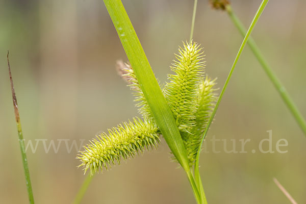 Scheinzypergras-Segge (Carex pseudocyperus)