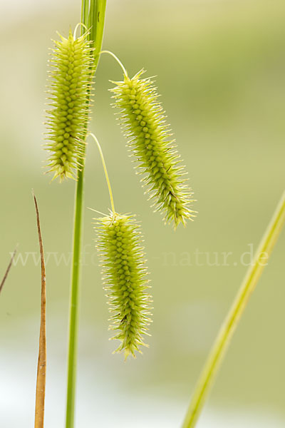 Scheinzypergras-Segge (Carex pseudocyperus)