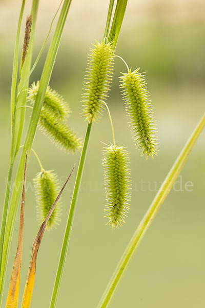 Scheinzypergras-Segge (Carex pseudocyperus)